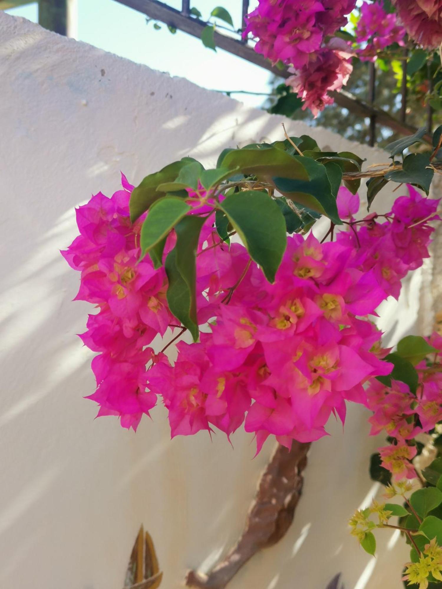 Eden Guesthouse Sardina Bagian luar foto